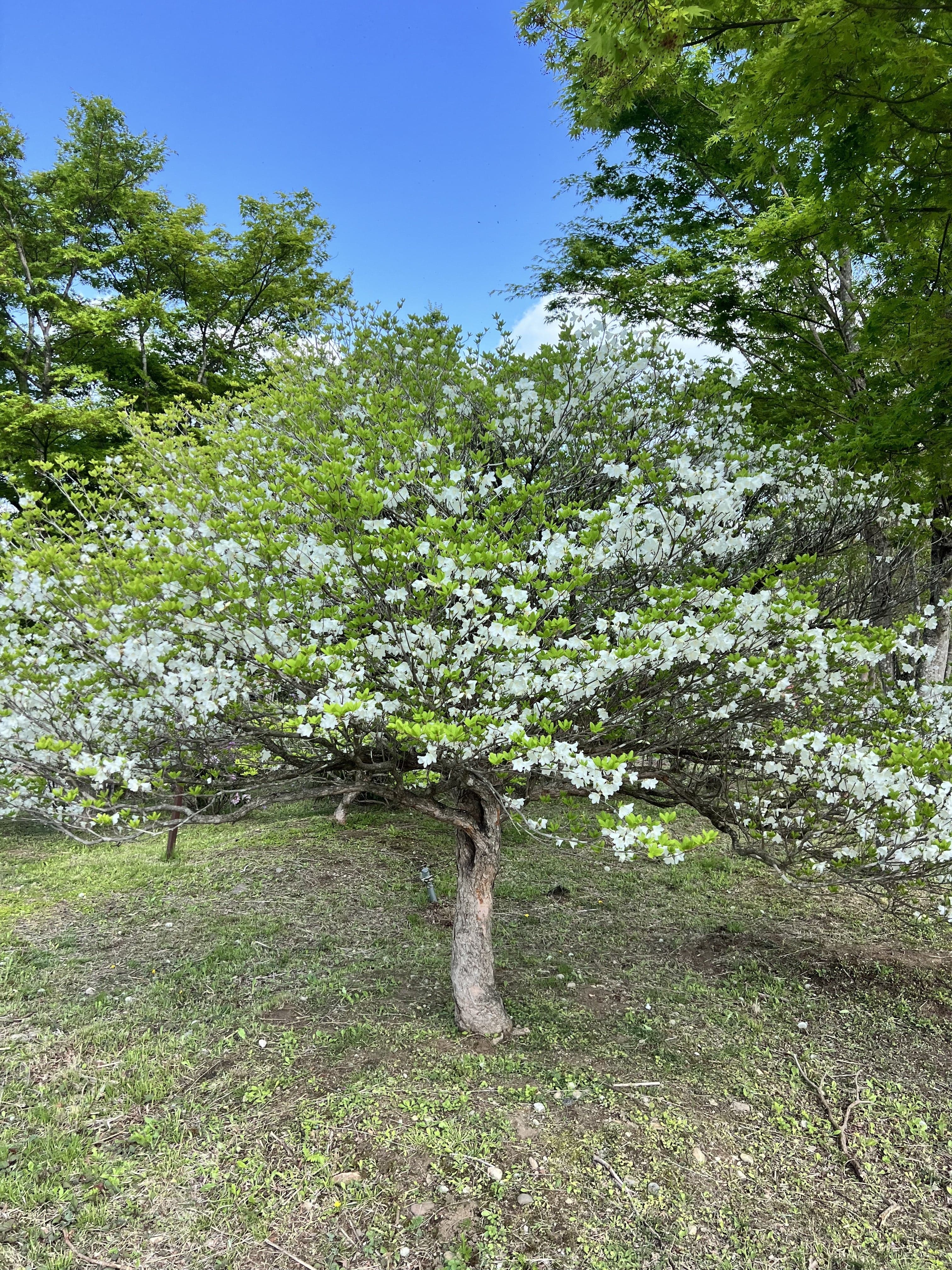 春、白い花を咲かせる木