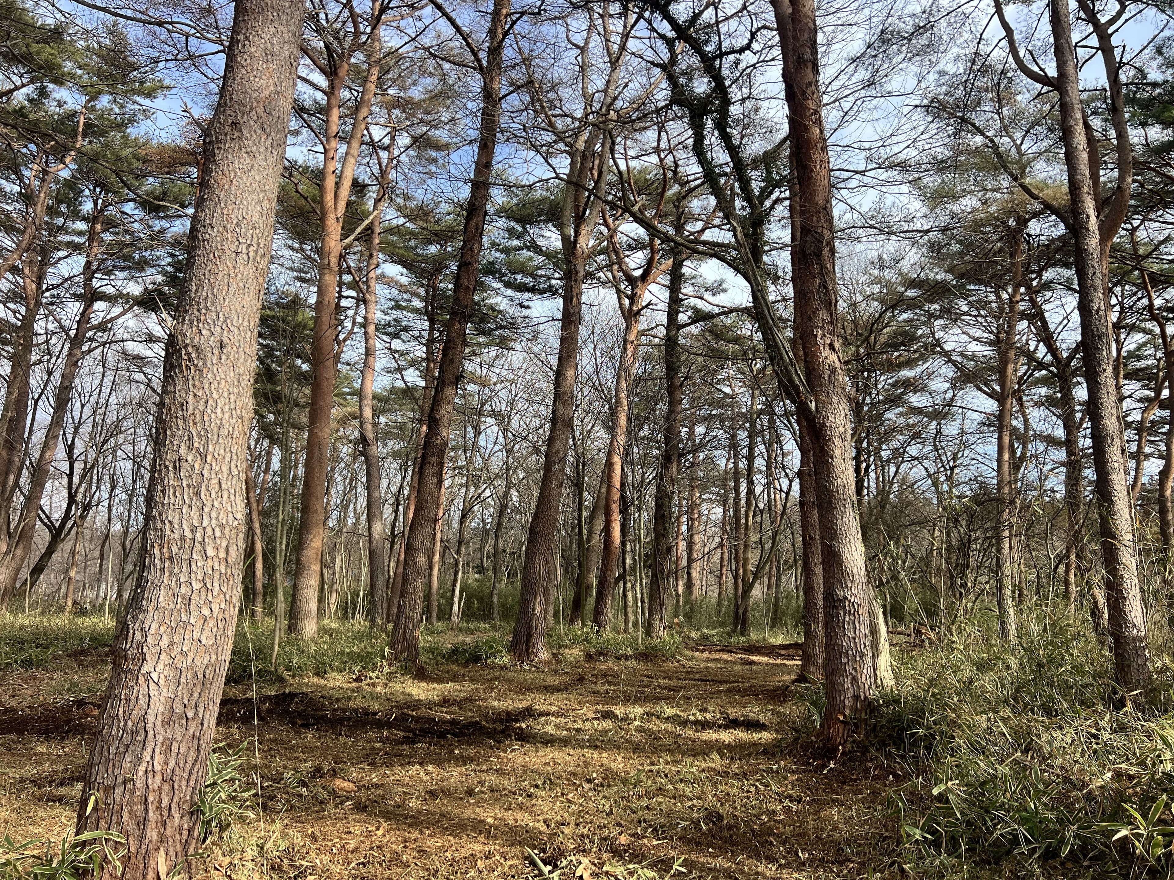 松林の散策路